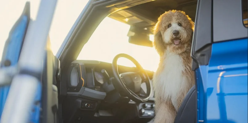A dog sitting in the drivers seat of a 2024 Ford Bronco.